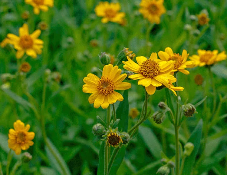 Arnica