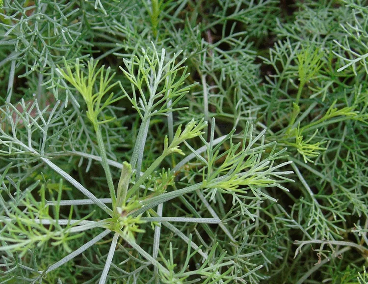 Cânfora