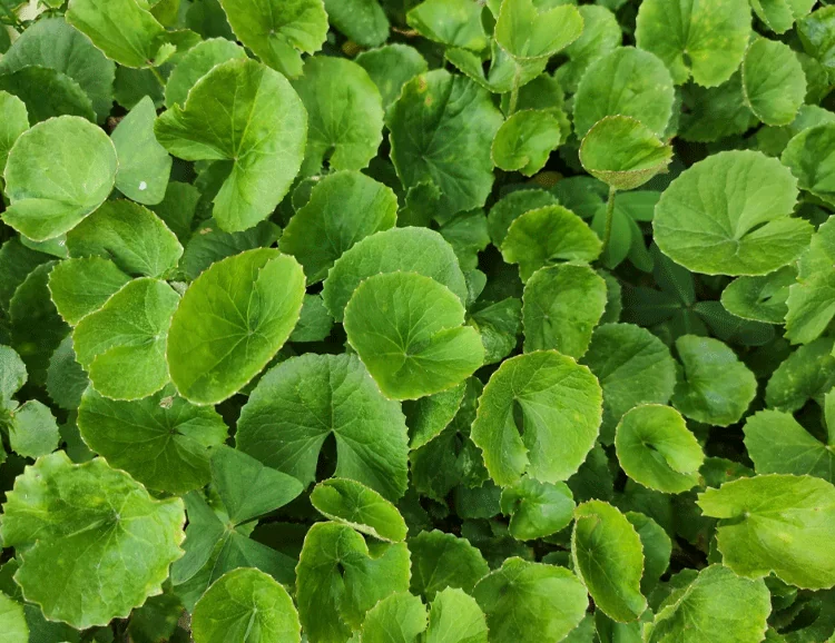 Centella Asiática