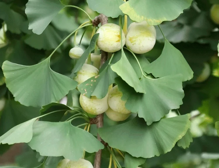 Ginkgo Biloba